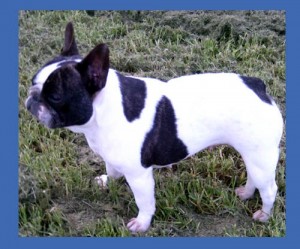 Pied French Bulldog Majesty